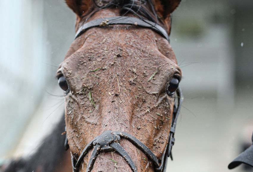Close up of a horses face